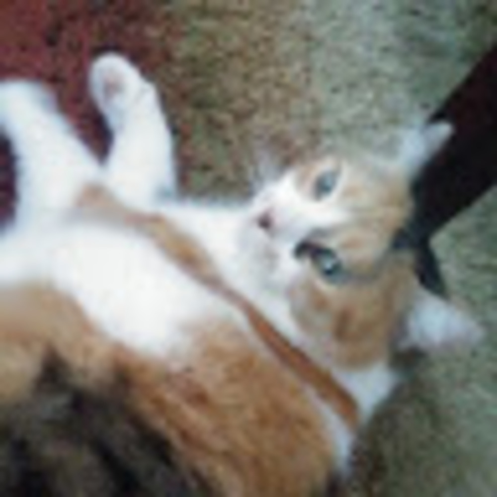 Meet your Posher, Pandora